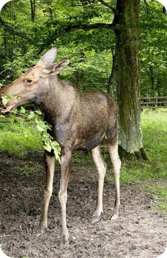 Białowieża – Dzika Natura